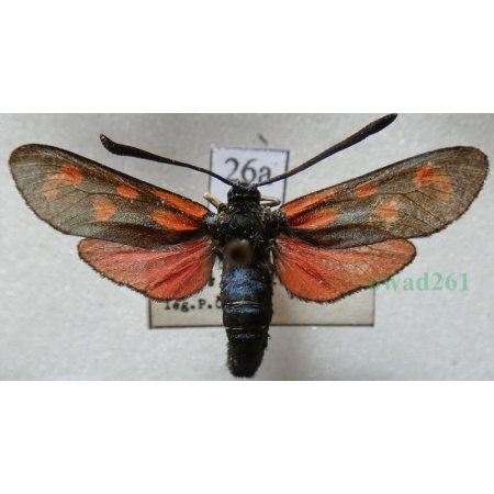 Zygaena loti achilleae Esper, 1780 Kraśnik rogalik Czech26a